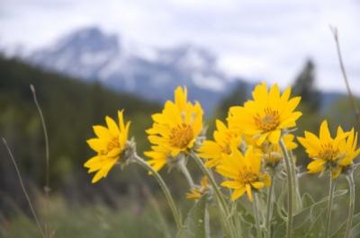 Arnica: benefici di questa pianta della montagna