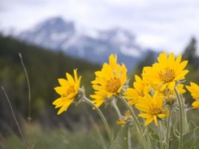 Arnica: benefici di questa pianta della montagna